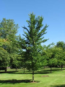 California landscapers are buying up drought-tolerant trees like Emerald Sunshine Elm.  Photo courtesy of J. Frank Schmidt & Son Co.