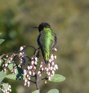 A hummingbird takes a rare rest on a specimen of Arctostaphylos manzanita ‘Dr. Hurd’. Photo by Rich Baer.