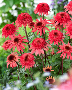 ‘Raspberry Truffle’ (pictured), from the Cone-fections™ series of double-flowered Echinacea varieties, bursts with color in the landscape. Photo courtesy of Plants Nouveau.