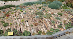 Designed by curator Mike Kintgen, “Roots ‘n Rocks” is the featured crevice garden in the Mordecai Children’s Garden at Denver Botanic Gardens. Photo by Kenton J. Seth