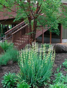 The Oregon Garden in Silverton, Oregon, created its Fire Safety House to demonstrate the principles of fire-resistant landscape design, and creating a defensible buffer zone around the structure. Conifers near the house were almost all removed, but the landscape still has attractive trees, shrubs and perennials. Shown here are paperbark maple (Acer griseum) and blue-eyed grass (Sisyrinchium spp.). Photo by Curt Kipp