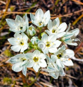 Hyacinth cluster-lily, or fool’s-onion (Triteleia hyacinthina), is a native perennial found throughout Oregon  in meadows and on rocky seeps. It is cultivated for use in sunny gardens and landscaping sites. In the  lower lefthand corner is a distribution map of hyacinth cluster-lily with represented ecoregions highlighted.  Photo by Bruce Newhouse, courtesy of Oregon Flora Project