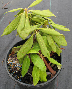 Rhododendron root rot in container production. This plant is just beginning to wilt and the leaves have turned yellowish-green. Both symptoms are typical of plants with root rot.