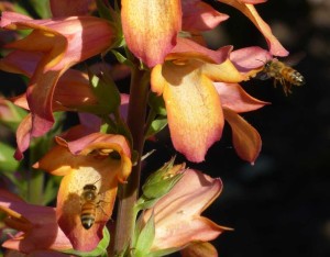Digiplexis ‘Illumination Flame’ is a bee-autiful flower in the garden and  a superb bee attractant.  Photo by Rich Baer