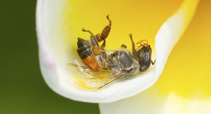 What are some insecticides that kill ground bees?