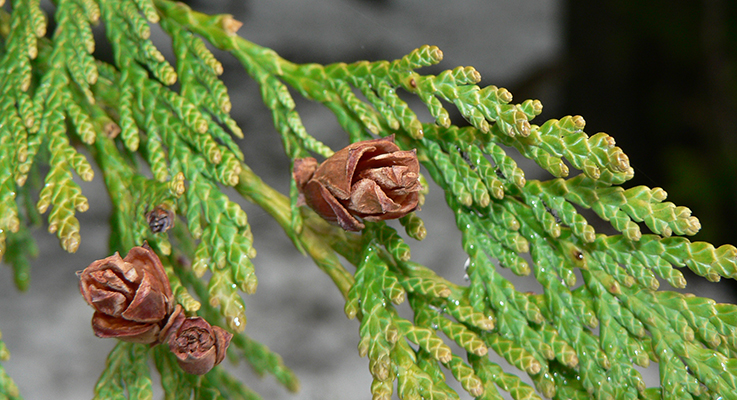 Western red cedar (Thuja plicata) is one of many in-demand plants due to short supply.