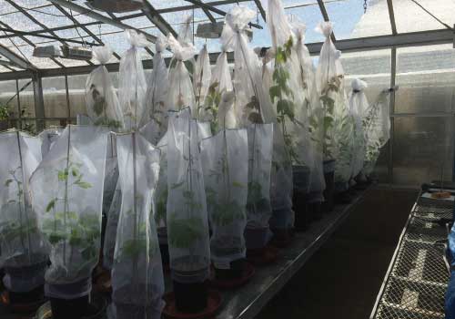 Nursery seedlings in mesh bags