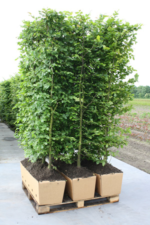 InstantHedge European Beech on pallets ready to ship