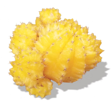 Yellow Cacti