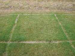 grass sample