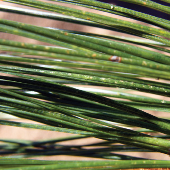 Ozone damage to Jeffery pine (Pinus jeffreyi) shows here as small chlorotic flecks on the needles.