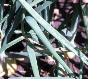 Chlorotic spots on onion leaves due to ozone damage.