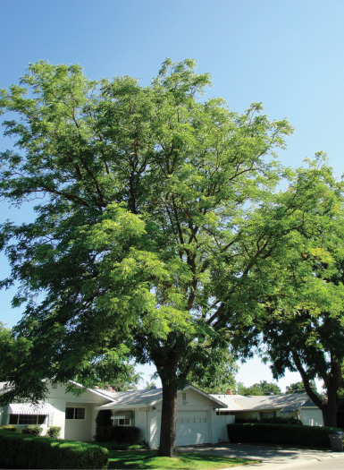 Espresso™ Kentucky coffee tree (Gymnocladus dioicus ‘Espresso-JFS’). Photo by J. Frank Schmidt & Son Co.