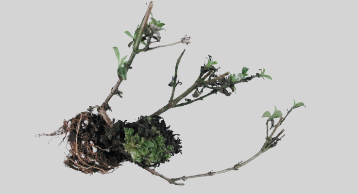 Figure 1. A massive leafy gall at the base of a naturally infected young buddleia plant.