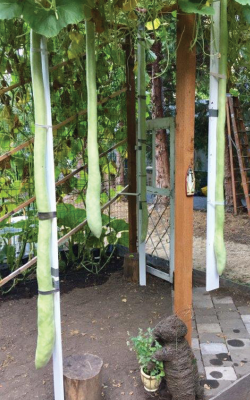 Long gourds in structure. Photo by Brian Williams