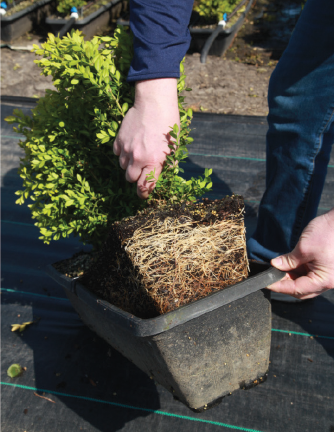 Green mountain boxwood root development. Photos courtesy of InstantHedge