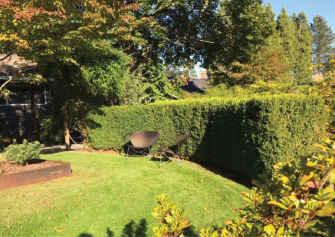 Hedge installed as a landscaping element. Photo by Lori Scott Landscape Design