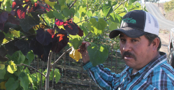 Luis Tellez, tree field manager, strives to create the best possible root health and branching habit in each tree that Kuenzi Turf & Nursery grows.