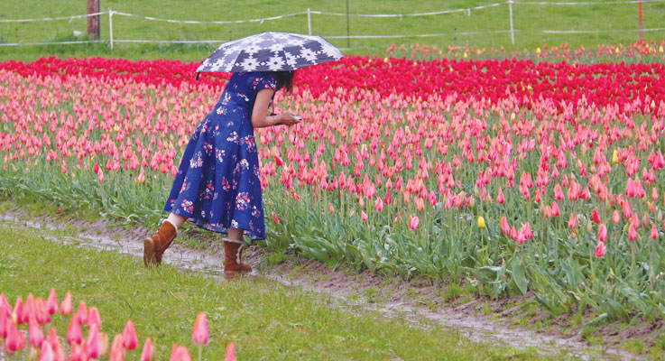 Visitors to Wooden Shoe Tulip Farm examine rows of tulips. Photo by Barb Iverson 