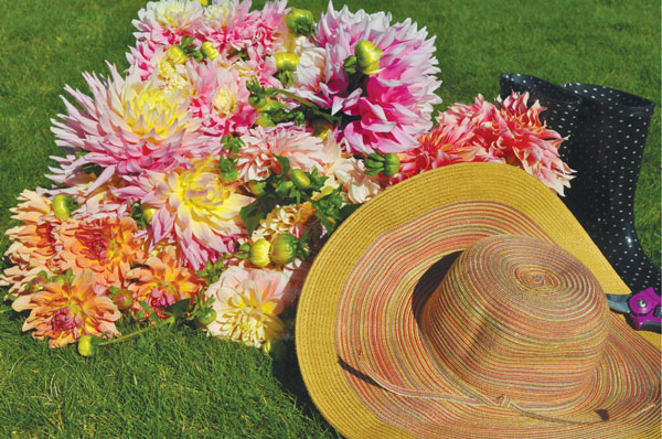 Dahlias make a vibrant bouquet. Photo by Swan Island Dahlias