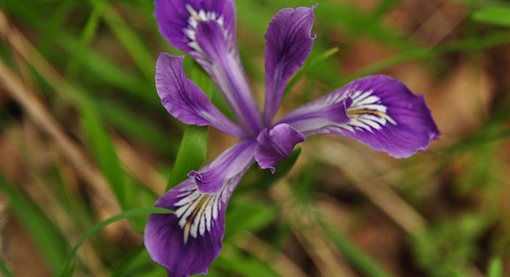 Photo 1. Iris tenax, a popular early season native wildflower. Photo courtesy of Oregon State University