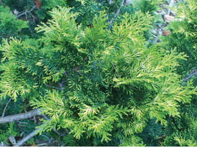 Hinoki cypress ‘Verdoni’. Photo courtesy of wikimedia
