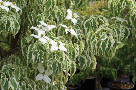 Dogwoods sold in containers are another offering of the Drain, Oregon nursery. Photo by Curt Kipp