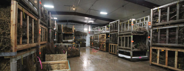 Opposite page: Dormant trees sit in a cooler before distribution at JLPN in Salem, Oregon. Photo by Bill Goloski
