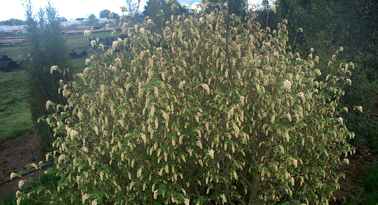 Original plant of Ribes sanguineum ‘Oregon Snowflake’ planted in 2012. Photo taken spring 2019. photo courtesy of Oregon State University