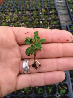 Figure 2. Rooted cutting of Emerald Sprite™ three weeks after sticking. While this is on the extreme side of what most growers may do, it illustrates its speed and ability to root from small cuttings to facilitate rapid increase. Photo by Tyler Hoskins