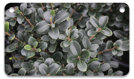 Osmanthus heterophyllus ‘Rotundifolius’ is short and round, as the name suggests, but can be sheared and used in hedges as a boxwood substitute. Photo courtesy of Youngblood Nursery 