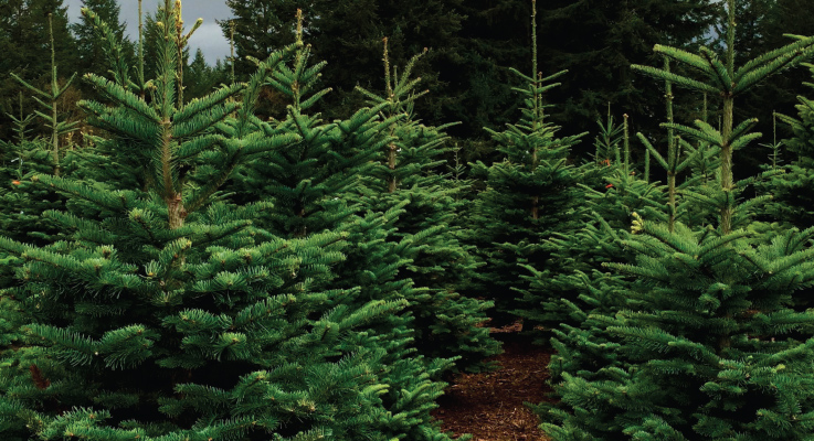 Christmas trees are an essential part of the holiday season. Photo courtesy of Oregon State University  