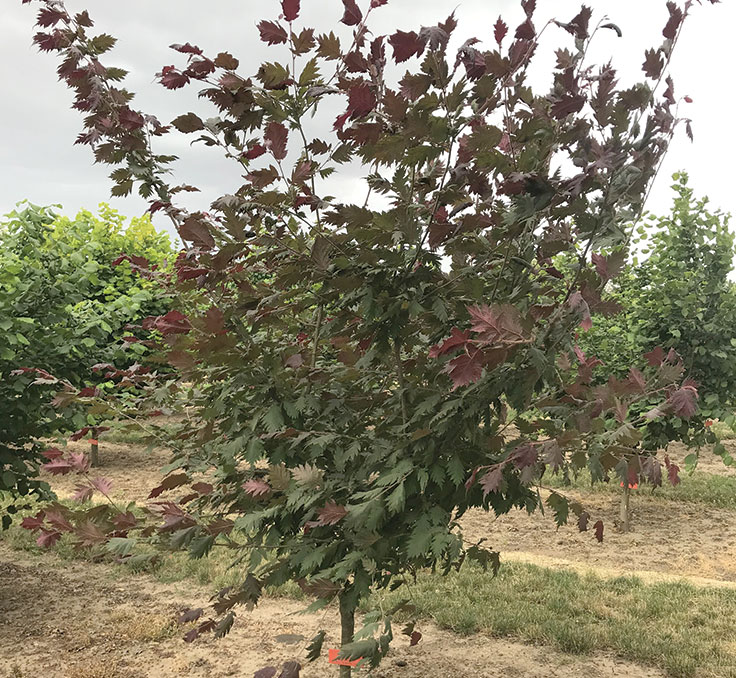 Burgundy Lace 5 year old tree