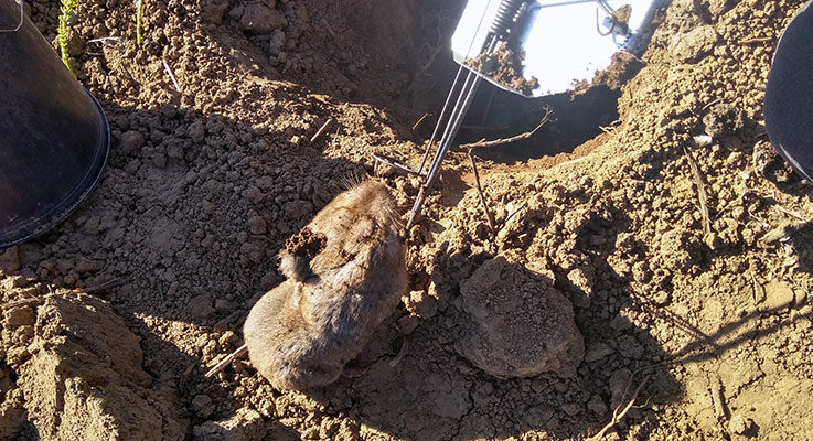 The solitary life of pocket gophers