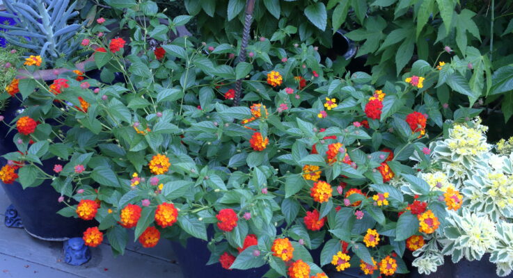 Blooming container plants that stand up to the heat