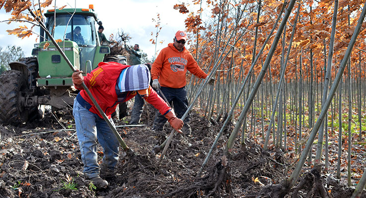 Workers dig out bare-root trees at Carlton Plants in Dayton. photo by Denise Ruttan