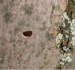 Mature emerald ash borers leave behind a distinct “D” shaped exit hole, providing evidence of the pest. 