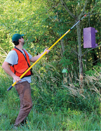 Invasive species specialist Wyatt Williams of the ODF Oregon Department of Forestry hangs an EAB trap. The pests are particularly attracted to the color purple and to the volatiles that are applied to the sticky walls of the trap.