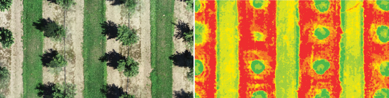 (Left) Aerial view of trees on a nursery as seen with the naked eye. (Right) Colorimetric renderings look at plant health from a different lens. 